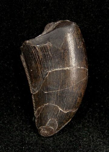 Allosaurus Tooth From The Dana Quarry, Wyoming #1333